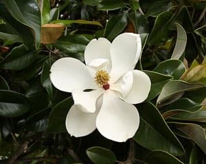 A flower